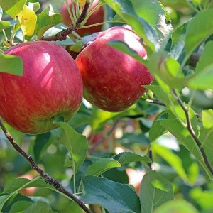 Jabloň domáca (Malus domestica) ´JONAGOLD´ - výška 140-160 cm, voľnokorenná